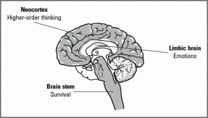 Diagram Source: http://www.ascd.org/publications/books/101269/chapters/A-Walk-Through-the-Brain.aspx